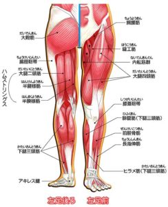 足の筋肉詳細